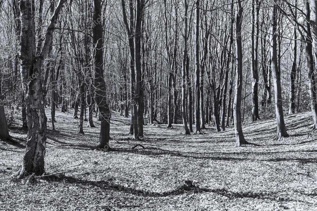 Black and white forest Stock Photo by ©joe90 71788599