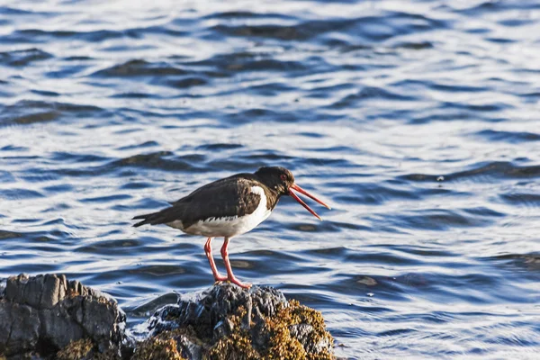 Poyraz kuşugiller, Haematopus ostralegus üzerinde loch diyor.