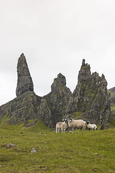 Owce stanowią przez Old Man of Storr, Szkocja — Zdjęcie stockowe