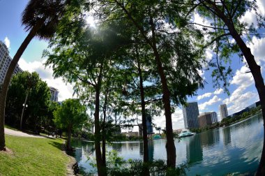 balıkgözü ağaçlar