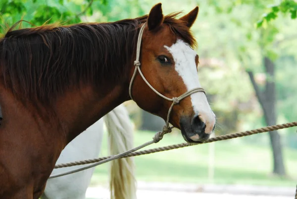 Cavallo — Foto Stock