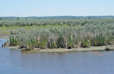 Horicon bataklık sulak yerinden