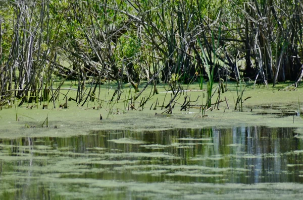 Wetland scene from Horicon Marsh — Stock Photo, Image