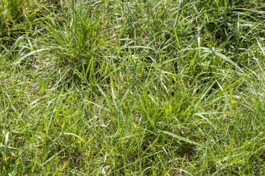 arka plan ve besteleri için bir çayır closeup