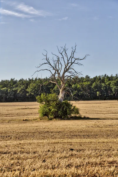 Old dead tree on a field in summer — Stock Photo, Image