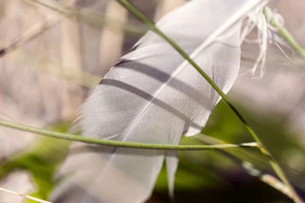 Macro of an old feather laying on a beach — Stock Photo, Image