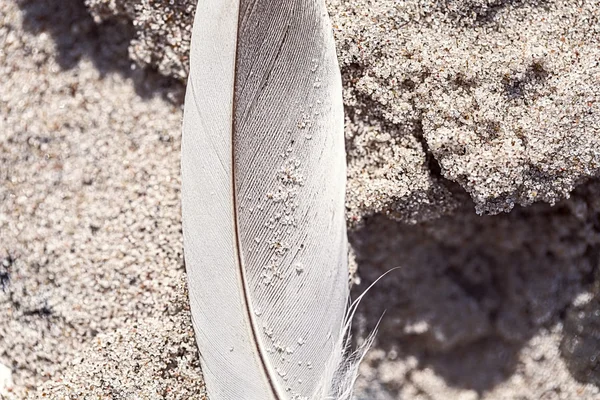 Makro einer alten Feder, die am Strand liegt — Stockfoto