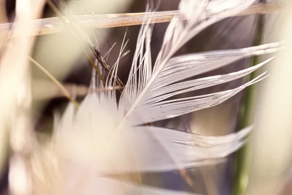 Macro of an old feather laying on a beach — Stock Photo, Image