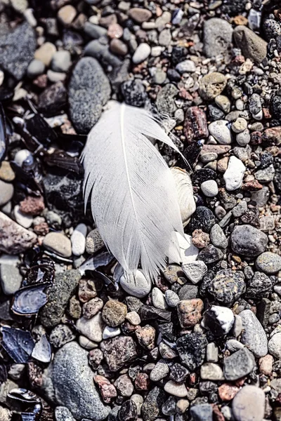Macro of an old feather laying on a beach — Stock Photo, Image