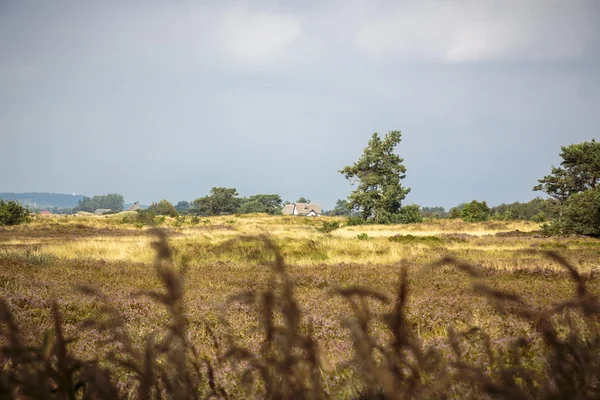 Типовий ландшафт heath Hiddensee з білий котедж — стокове фото