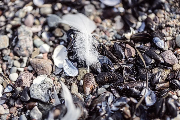 Makro bir kumsalda döşeme eski bir tüy — Stok fotoğraf