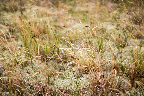 Grass and moss for backgrounds and compositions — Stock Photo, Image