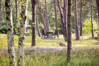 masa sandalye bir bahçe veya orman ile