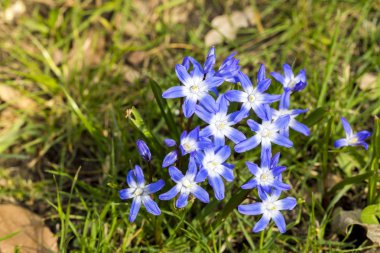 mavi ve beyaz scilla çiçekler bahar