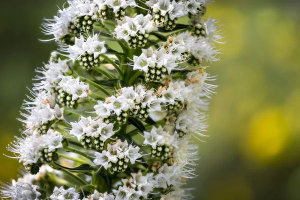 Macro van een witte voorjaar bloem — Stockfoto