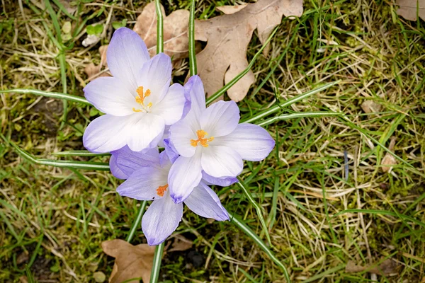 Makro einiger lila Krokusse im Frühling — Stockfoto