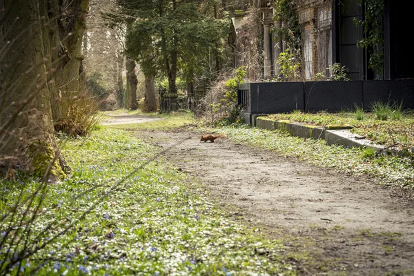 Veverka na cestě v parku — Stock fotografie