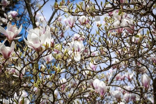 Close up of magnolia blossoms in spring — Stock Photo, Image