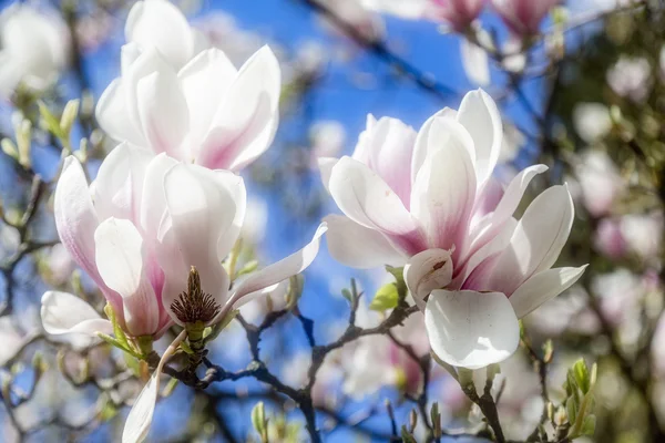 Close up van magnolia bloeit in het voorjaar — Stockfoto
