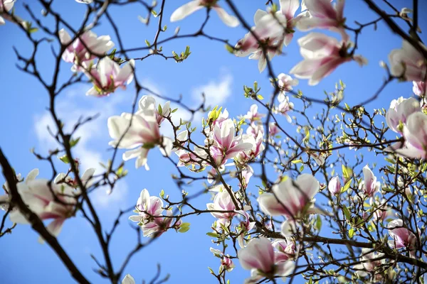 Close up of magnolia blossoms in spring — Stock Photo, Image
