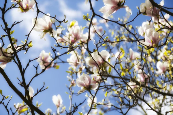 Close up van magnolia bloeit in het voorjaar — Stockfoto