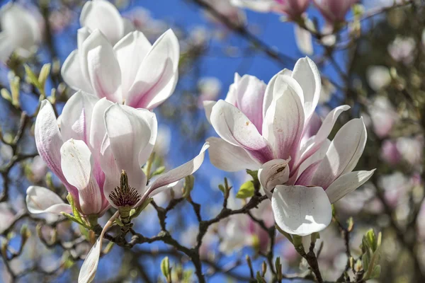 Close up of magnolia blossoms in spring — Stock Photo, Image