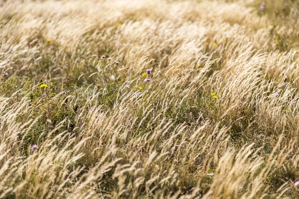 Meadow in summer for backgrounds — Stock Photo, Image
