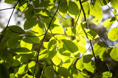 ışık ve gölgeler arka plan için yaprakların