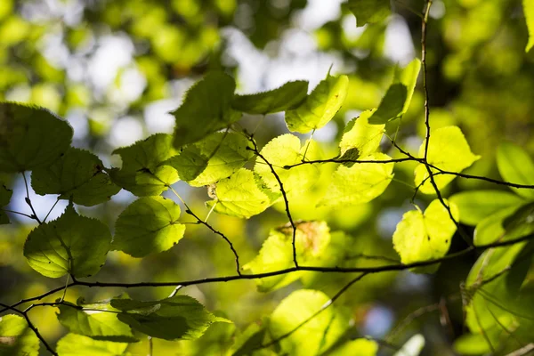 Licht en schaduwen van bladeren voor achtergronden — Stockfoto