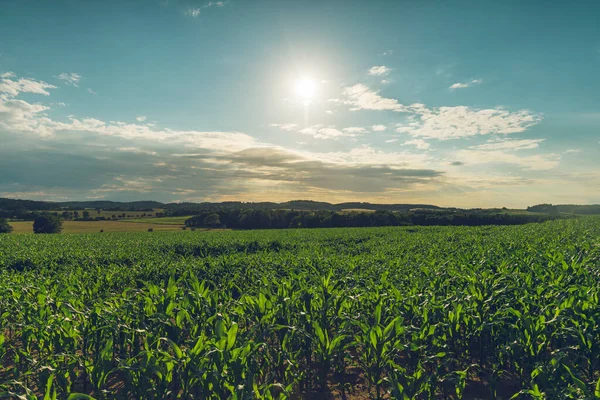 Красивый Пейзаж Кукурузным Полем Лесами Ослепительным Солнцем — стоковое фото