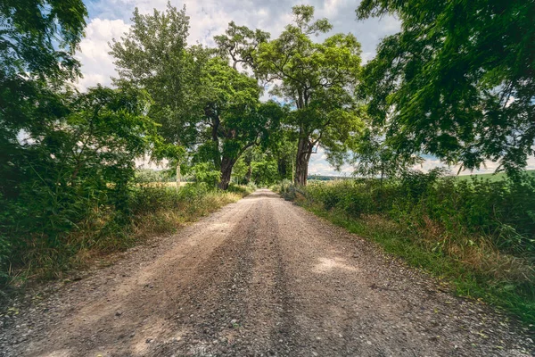 Avenue Beautiful Old Trees Gravel Road — Stock Photo, Image