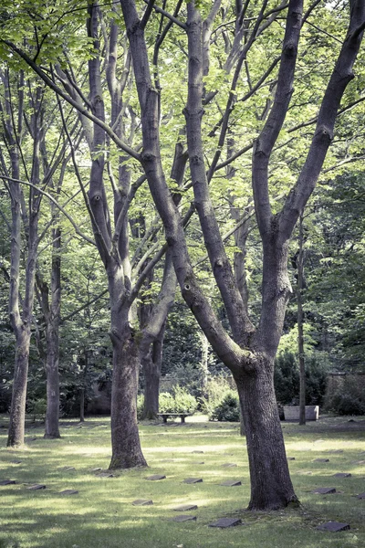 Jahrgang wie Foto von einigen Bäumen in einem Park — Stockfoto