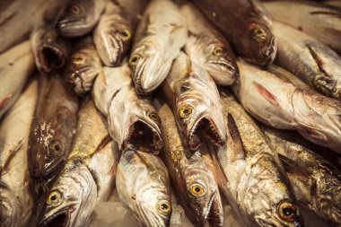 Mercat de Sant Josep Barcelona, ölü avcı balıklar yığını