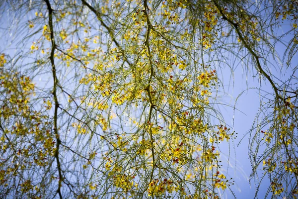 Yellow blossoms of a tree against the blue sky — Stock Photo, Image