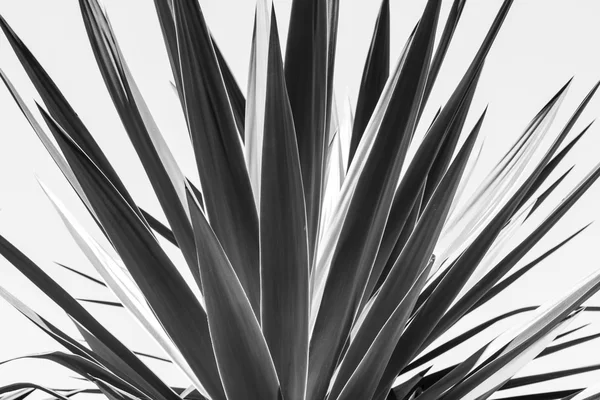 bir agav, siyah beyaz versiyonu yakın çekim