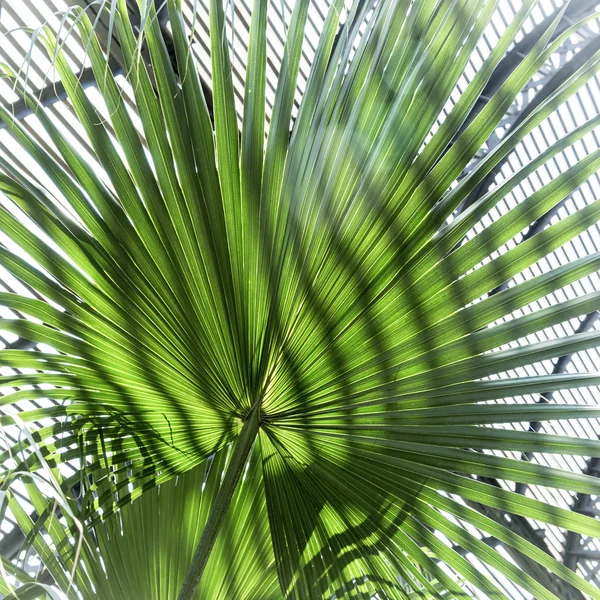 Close up of a palm tree leaf with striped shadow pattern — Stock Photo, Image