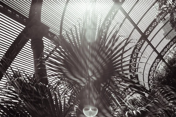 Pousse tonique noire et blanche de feuilles de palmier avec des ombres rayées — Photo