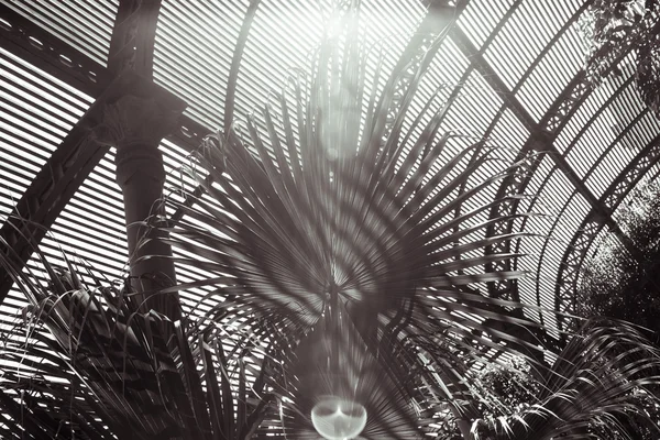 Toned black and white shoot of palm leafs with striped shadows — Stock Photo, Image