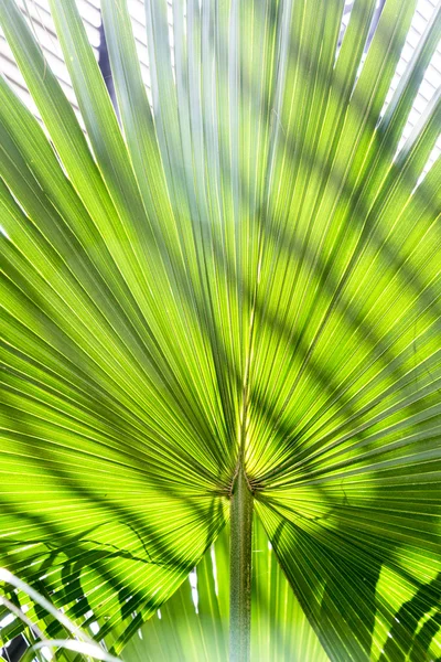 Close up of a palm tree leaf with striped shadow pattern — Stock Photo, Image