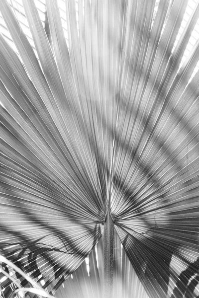 Черно-белый, близко к пальмовому листку с полосатой тенью. — стоковое фото