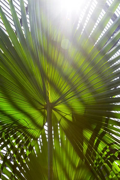 Close up of a palm tree leaf with striped shadow pattern — Stock Photo, Image
