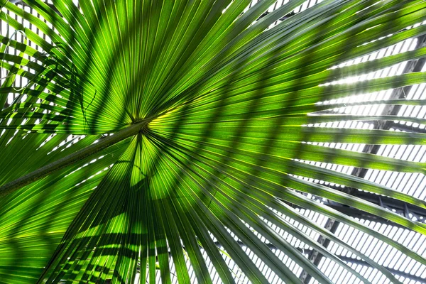 Close up of a palm tree leaf with striped shadow pattern — Stock Photo, Image