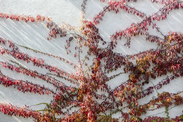 Листья красного плюща на белой стене здания — стоковое фото