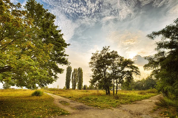 Hdr Trieb einiger Bäume im Park — Stockfoto