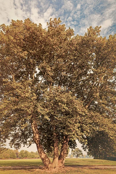 Toned vintage image, cropped big tree in a park — Stock Photo, Image