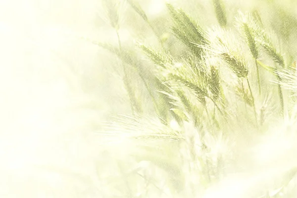 Illustration of a spring wheat field for backgrounds — Stock Photo, Image