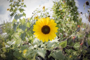 Ayçiçeği yaz aylarında bir alan çekimi