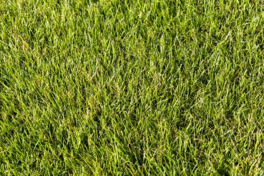 arka plan için bir çim yakın çekim