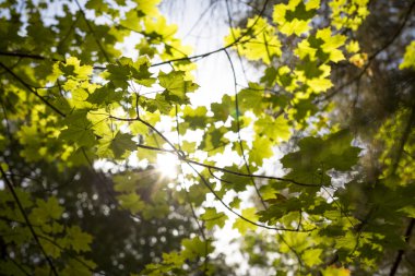 Marple yaprakları ateş güneş karşı
