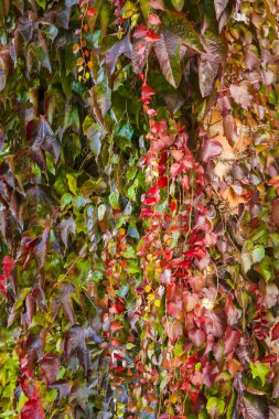 Bir binanın duvarında kırmızı sarmaşık sarmaşık yaprakları 